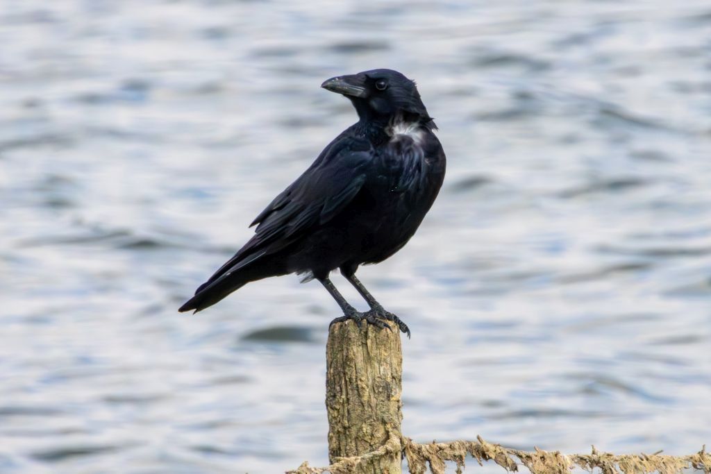 Carrion Crow (Corvus corone) On post